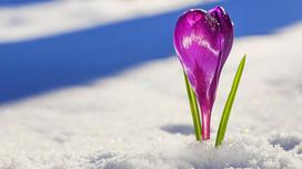 Цветок расцвел в снегу
