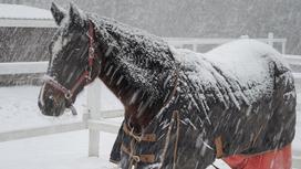 Лошадь и снегопад