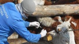Абай облысында ауыл шаруашылығы жануарларын вакцинациялау аяқталуға жақын