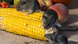 Три серые мыши грызут кукурузный початок