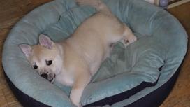Небольшая собака с бежевой шерстью лежит на мягком лежаке с подушкой