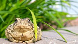 Сидящая жаба