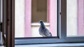 Голубь смотрит в открытое окно