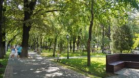 Зеленые деревья в парке
