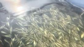 Тушки мертвой рыбы в озере Бурабай