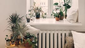Окно в квартире с комнатными растениями