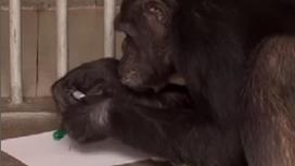 Алматы зообағындағы шимпанзе