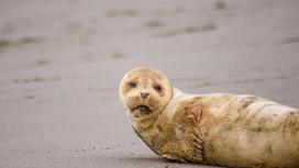Тюлень на песке у побережья моря