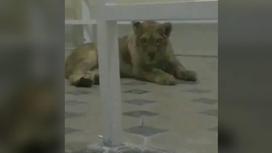 Львенок лежит на полу