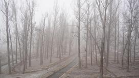 Туман над деревьями