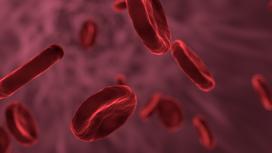 Эритроциты, красные кровяные тельца
