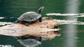 Черепаха сидит на камне в воде