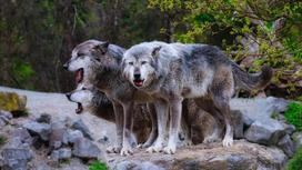 Волки на камнях