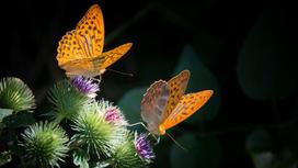 Две бабочки на цветущем растении