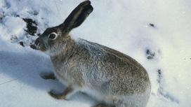 Дикий заяц сидит на снегу