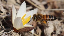 Пчела у цветка шафрана алатауского