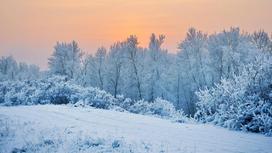 замерзшие деревья в снегу