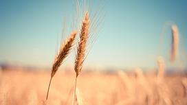 Пшеница растет на поле