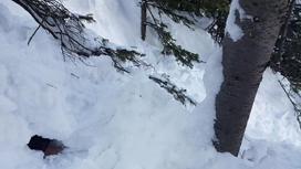 Житель ВКО вышел прогуляться на лыжах и погиб под лавиной