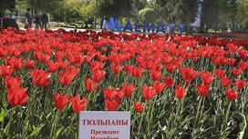 Как выглядит сорт тюльпанов «Президент Назарбаев» (фото)