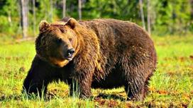 Жители ВКО страдают от массового нашествия голодных медведей