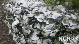 Снег пошел в Алматы (фото, видео)
