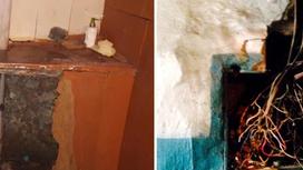 Плесень, грибки, клопы, блохи: страшные кадры из общежитий показали астанчане