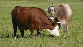 У сельчан из ЗКО ветеринары забирают больной бруцеллезом скот и сдают на мясокомбинат