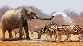 слон поливает водой зебр