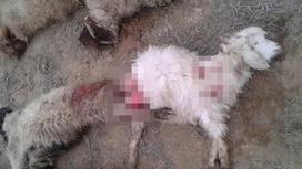 Бродячие собаки загрызли более 20 голов скота в Мангистауской области