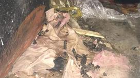 Алматинка превратила свою квартиру в гниющую помойку (фото, видео)
