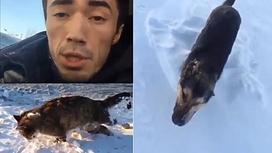 Астанчане издеваются над замерзшими в минус 40 кошками и собаками (видео)