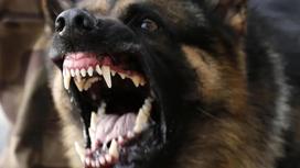 Собака насмерть загрызла свою хозяйку в Уральске
