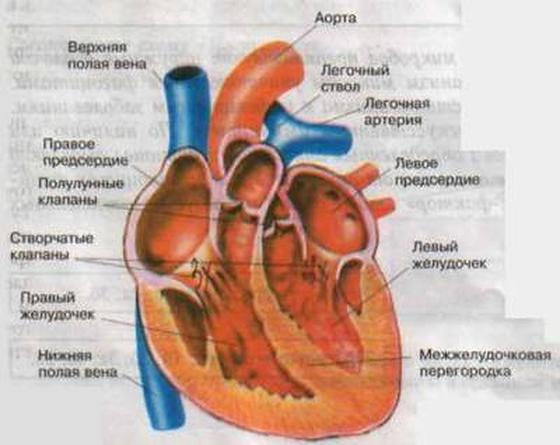 Сердце: всё самое интересное о сердце человека