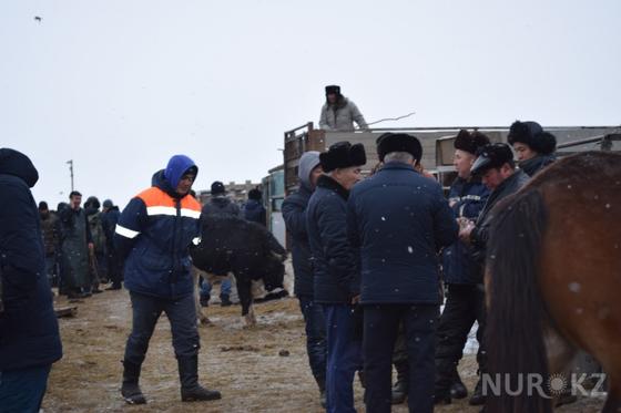 На Западе нашей страны покупка "согыма" обходится в 450 тысяч тенге На Западе нашей страны покупка "согыма" обходится в 450 тысяч тенге