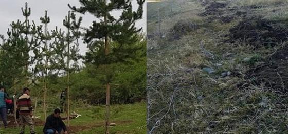 Порядка 20 сосен выкопали и украли в Алматинской области Порядка 20 сосен выкопали и украли в Алматинской области