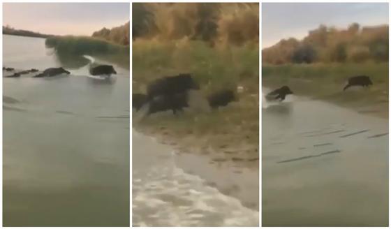 Семейку кабанов сняли на видео в Атырауской области Семейку кабанов сняли на видео в Атырауской области