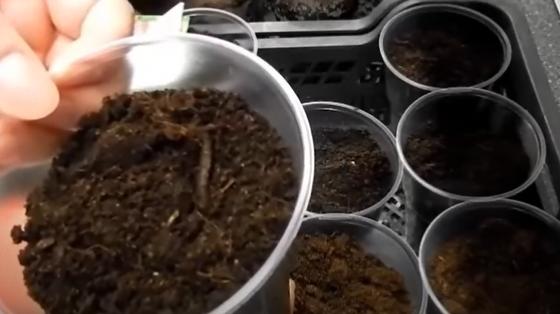 когда сажать помидоры на рассаду для открытого грунта. Смотреть фото когда сажать помидоры на рассаду для открытого грунта. Смотреть картинку когда сажать помидоры на рассаду для открытого грунта. Картинка про когда сажать помидоры на рассаду для открытого грунта. Фото когда сажать помидоры на рассаду для открытого грунта