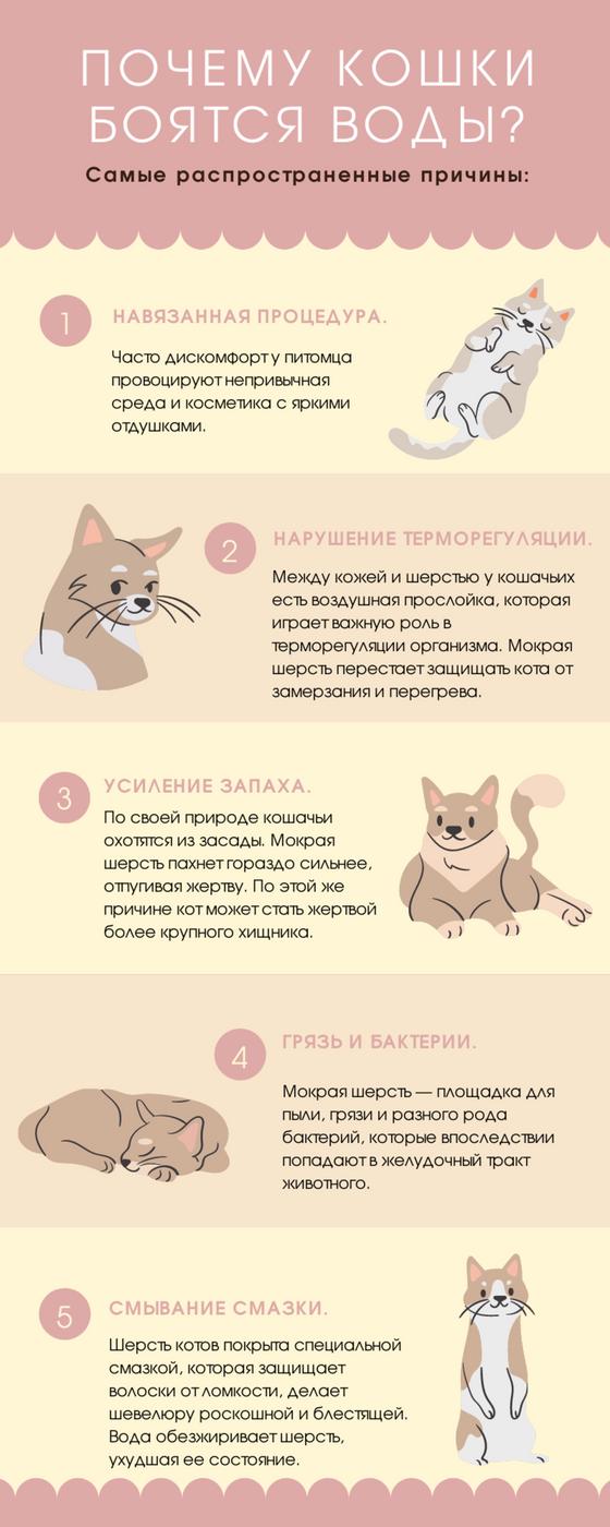 Причины боязни воды у котов Причины боязни воды у котов