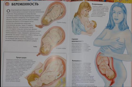 Беременность Беременность