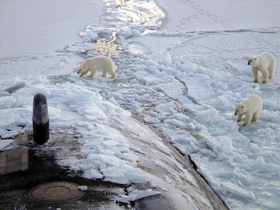 Белые медведи и подводная лодка Белые медведи и подводная лодка
