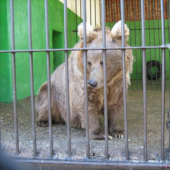 Медведь в клетке Медведь в клетке