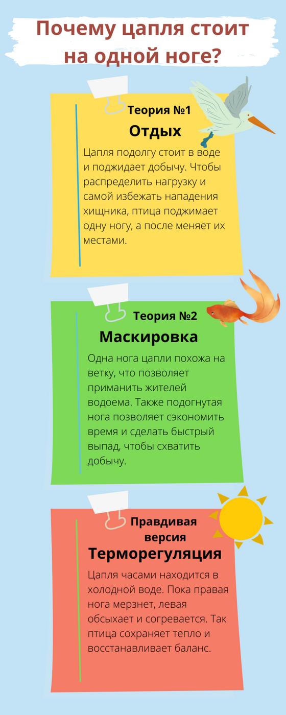 цапля цапля