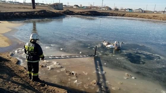 Спасатель вызволяет лебедей из воды Спасатель вызволяет лебедей из воды