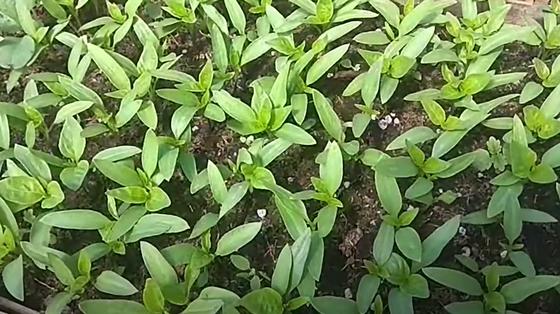Зеленая рассада перца Зеленая рассада перца