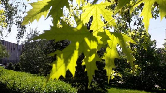 Қазақстанның екі өңірінде 47 градусқа дейін күн ысытады Қазақстанның екі өңірінде 47 градусқа дейін күн ысытады
