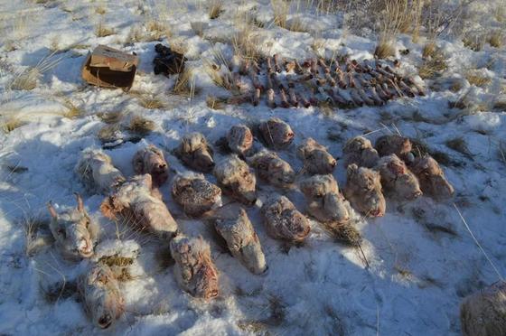 Полицейского заподозрили в незаконном отстреле сайгаков в Карагандинской области (фото) Полицейского заподозрили в незаконном отстреле сайгаков в Карагандинской области (фото)