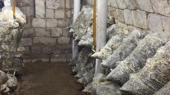 Полиэтиленовые мешки с субстратом и мицеллием грибов в подвале Полиэтиленовые мешки с субстратом и мицеллием грибов в подвале