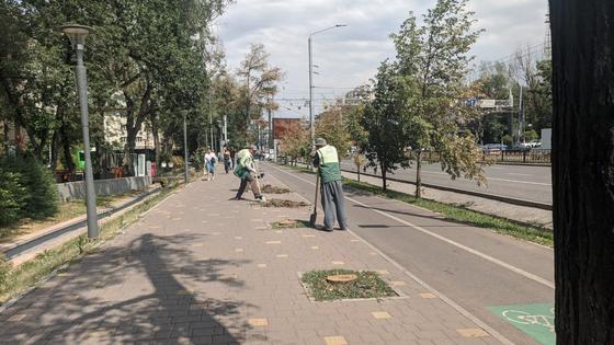 Спиленные деревья на Абая Спиленные деревья на Абая