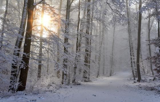 Снег в лесу Снег в лесу